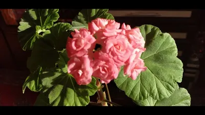 Grainger's Antique Rose' - Форум цветоводов Фрау Флора