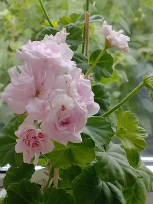 Пеларгония крымская роза - фото и картинки: 67 штук