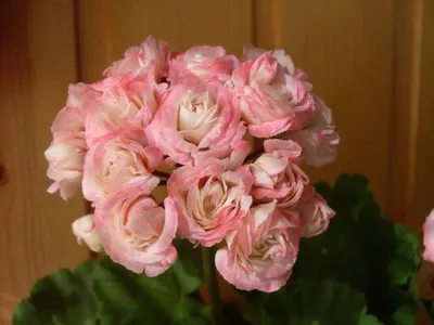 пеларгония Grainger's Antique Rose- античная роза.первое цветение - YouTube