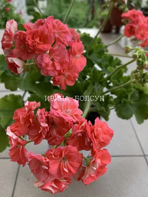 Таира сибирская роза - 79 фото