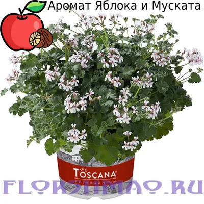 Пеларгония душистая: прекрасные изображения для обоев на рабочий стол