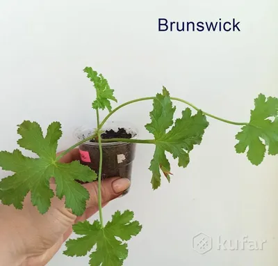 Пеларгония душистая: великолепные изображения в различных форматах