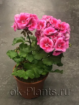 Пеларгония плющелистная \"Pelargonium\" купить по цене цена по запросу от  питомника саженцев и растений Центросад | Фото и консультация по уходу