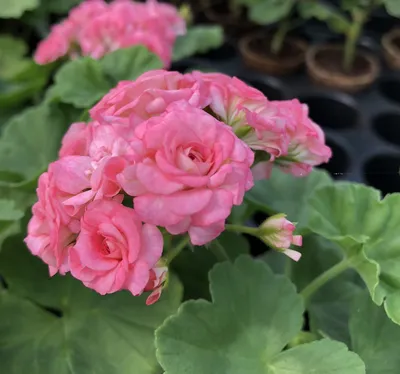 Пеларгония плющелистная (Герань) (Pelargonium peltatum) в кашпо — Рассада  цветов и овощей.