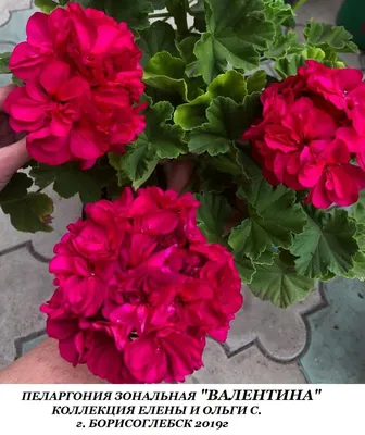 12. Пеларгония зональная «СУРВИВОР ИДОЛ СКАНДИК» | Семицветье