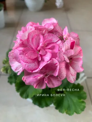Пеларгония купить с бесплатной доставкой в Москве по цене 1 750 руб.