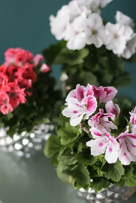 Пеларгония PAC Flower Fairy White Splash | купить саженцы в интернет  магазине Сады-Эдема