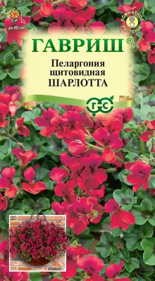 Пеларгония Розебудная |