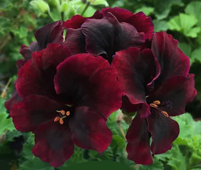Купить пеларгония pelargonium zonale white pink по цене 8 Br в  интернет-магазине Юнифлор