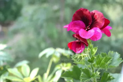 🍀Цветёт пеларгония \"Ю-Царская Невеста\"❤️❤️❤️ Шедевр, волшебство,  фантастика!!! Нереальная!!!❤️❤️❤️ ‼️ НАЛИЧИЕ ЧЕРЕНКОВ СМОТРИТЕ ПО ССЫЛКЕ …  | Instagram