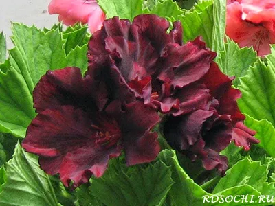 Пеларгония Ю Царская невеста/укорененный черенок (id 104899826), купить в  Казахстане, цена на Satu.kz