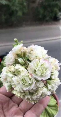 🍀 Пеларгония \"Ю-Царь-Девица\" 😍 Новинка в моей коллекции! Чудо чудное,  диво дивное😁💞 Совершенные розочки! Бутоны розочек так и держат… |  Instagram