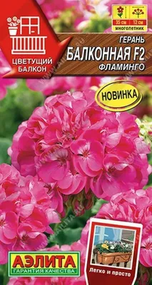 Королевская пеларгония (герань) | Марина Косицина | Дзен