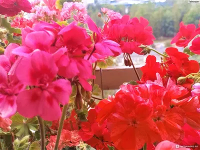 Пеларгония герань царская