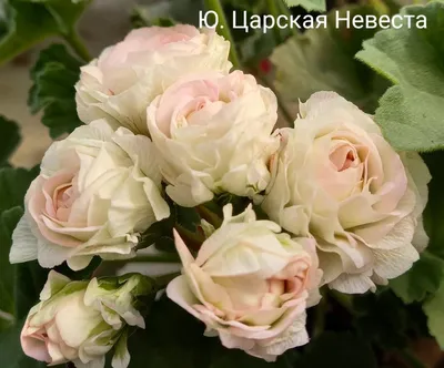 Пеларгония - Герань в Тюмени купить