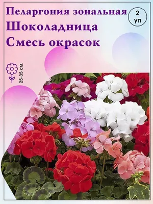 Пеларгония зональная (Герань) — Дольче Вита Линус (DOLCE VITA LINUS) —  черенок — Рассада цветов и овощей.