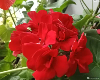 Пеларгония 👑королевская,... - Мир Орхидей в Усть-Каменогорске | Facebook