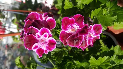 Центр Фиалки - Фиалка ПТ-Царская Особа (Т. Пугачёва).  #VDNH#flowers#ВДНХ#цветы#ЦентрФиалки#CentrFialki#violet#senpolia #фиалки  #фиалка#стрептокарпус#streptocarpus#сортовыефиалки#орхидея#orchid#хойя#hoya#фуксия#fuchsia# пеларгония#герань | Facebook