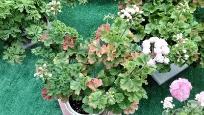 🍀Цветёт пеларгония \"Ю-Царская Невеста\"❤️❤️❤️ Шедевр, волшебство,  фантастика!!! Нереальная!!!❤️❤️❤️ ‼️ НАЛИЧИЕ ЧЕРЕНКОВ СМОТРИТЕ ПО ССЫЛКЕ …  | Instagram