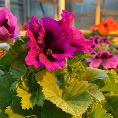 Королевская Пеларгония (Pelargonium domesticum) на 8 Марта в Питомнике  Вашутино