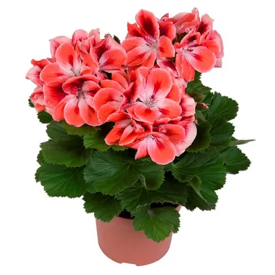 Королевская Пеларгония (Pelargonium domesticum) на 8 Марта в Питомнике  Вашутино