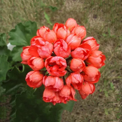 Купить тюльпановидую пеларгонию Red Pandora на сайте All My Flowers