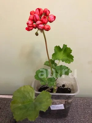 US$ 1.45 - 10PCS Red Pandora Zonal Geranium Seeds Tulip-shaped Pelargonium  Flowers - m.deargogo.com