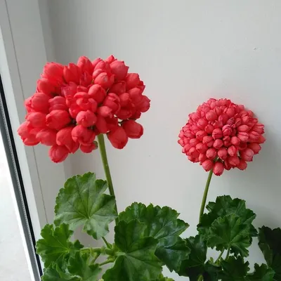 Пеларгония тюльпановидная - «❦Букетик тюльпанов на окошке, тюльпановидная  пеларгония Red Pandora, необыкновенная красавица❦» | отзывы