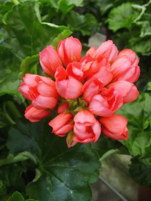 Fibrex Nurseries on X: \"Good morning 😊 As it's almost tulip time.. Here's  'Red Pandora' a Tulip Zonal Pelargonium https://t.co/Q3pGbFXSUU\" / X