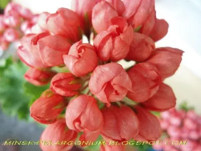 Pelargon Red Pandora – Blomsterfamiljen