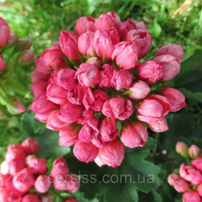 Пеларгония тюльпановидная Red Pandora | К новой загородной жизни | Дзен