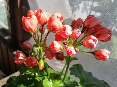 Tulpiažiedė Pelargonija Red Pandora