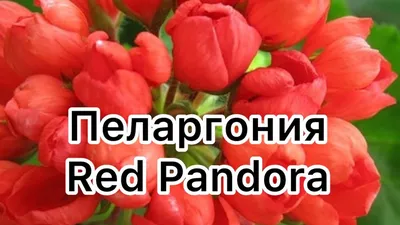 Наталья - Тюльпанчики🙂 Пеларгония Red Pandora😍... | Facebook