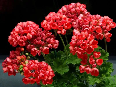 Пеларгония Red Pandora (укоренённый черенок) — купить в Красноярске.  Горшечные растения и комнатные цветы на интернет-аукционе Au.ru