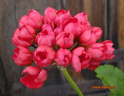 Купить саженцы - Многолетние цветы \"Пеларгония тюльпановидная Red Pandora\",  Новосибирск