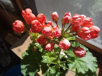 Пеларгония тюльпановидная Red Pandora (№3)
