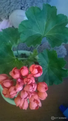 Pelargonium zonale 'Rød Pandora' (Special Pelargonie) - Lundagers Gartneri