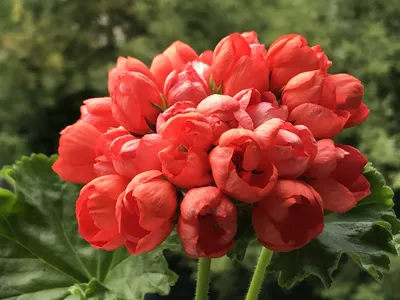Fibrex Nurseries on X: \"Tulip flowered Zonal Pelargonium 'Red Pandora'  There aren't that many tulip flowered Pellies as yet but....  http://t.co/PEH1dbdI7r\" / X