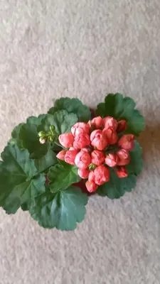 Пеларгонии Пивоварова Людмила on Instagram: \"Пеларгония тюльпановидная Red  Pandora. ❗️есть череночки на чрез. 8 руб. Количество ограничено!\"