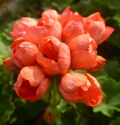 Пеларгония тюльпановидная Red Pandora: купить в Украине по лучшим ценам от  компании \"Otlichnik\" [ID товара]