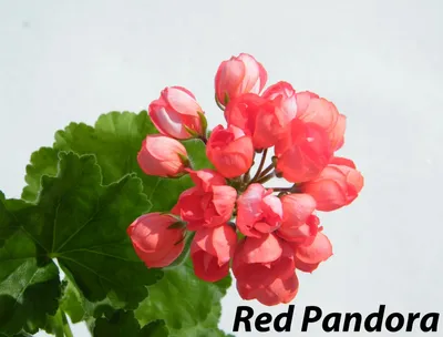 № 24 Пеларгония тюльпановидная Red pandora – Черенок.ру – питомник растений