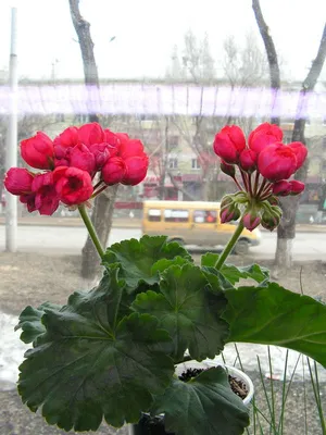 Пеларгония Ред пандора тюльпановидная — купить в Красноярске. Горшечные  растения и комнатные цветы на интернет-аукционе Au.ru