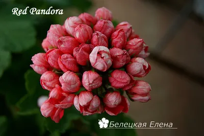 Red Pandora | Flowers, Geraniums, Pelargonium