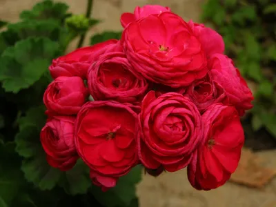 Пеларгония розита фото фотографии