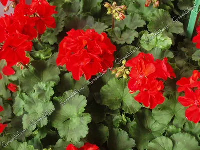 Пеларгония зональная - Пеларгония - Красивоцветущие растения - Комнатные  растения - GreenInfo.ru