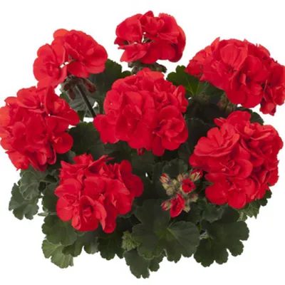 Пеларгония (герань) \"Ronia\" \"Castello Red\" - рассада цветов СПб