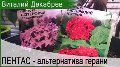 Пентас: впечатляющие фотографии растений