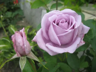 ᐉ Обои BN International Sweet Dreams 218270 однотонные пепел розы купить в  Украине недорого | Мир Обоев