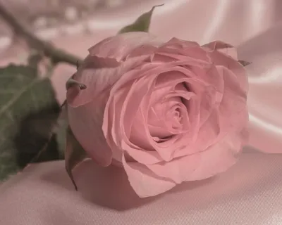 САЛОН КРАСОТЫ ИНФИНИТИ │ МОГИЛЕВ on Instagram: \"СОЧЕТАНИЕ ЦВЕТОВ: ПЕПЕЛ РОЗЫ  с другими тоннами. ⠀ С каким цветом сочетается цвет пепельной розы? Этот  сложный оттенок предпочитает приглашённые тона, однако, как акцент в