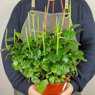 Пеперомия магнолиелистная (Peperomia magnoliaefolia) - «Цветок пеперомия:  уход, особености, польза и народные помыслы. Где поставить этот пеперомию  по феншую, чтобы в доме были деньги» | отзывы